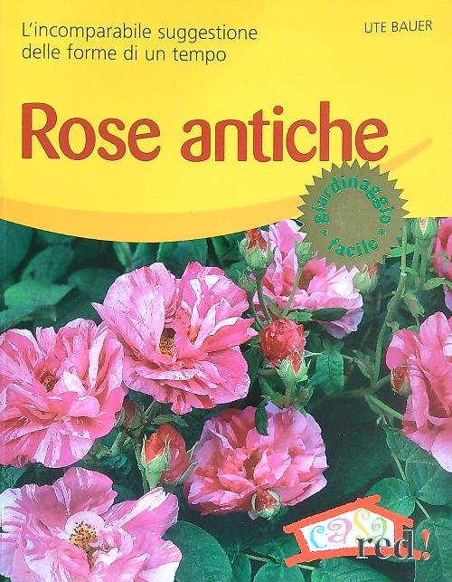 Rose Antiche | Immagine principale