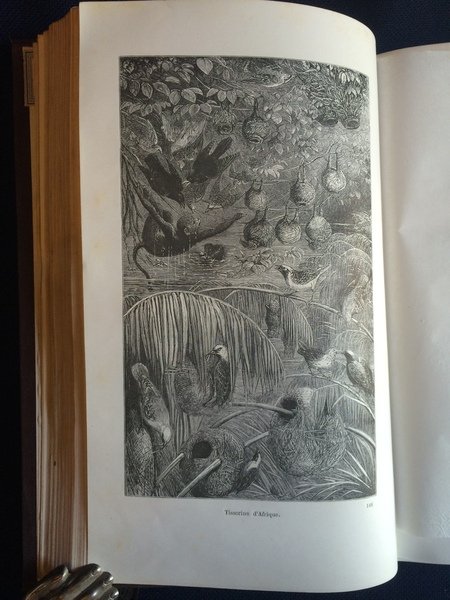 LES ARCHITECTES DE LA NATURE D'APRÈS J.-G. WOOD CÉLEBRE NATURALISTE …