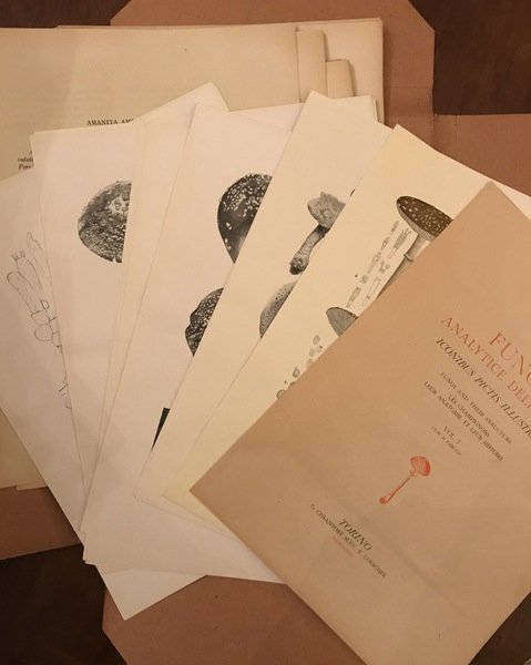 FUNGI ANALYTICE DELINEATI ICONIBUS PICTIS ILLUSTRATI. FUNGI AND THEIR STRUCTURE. …