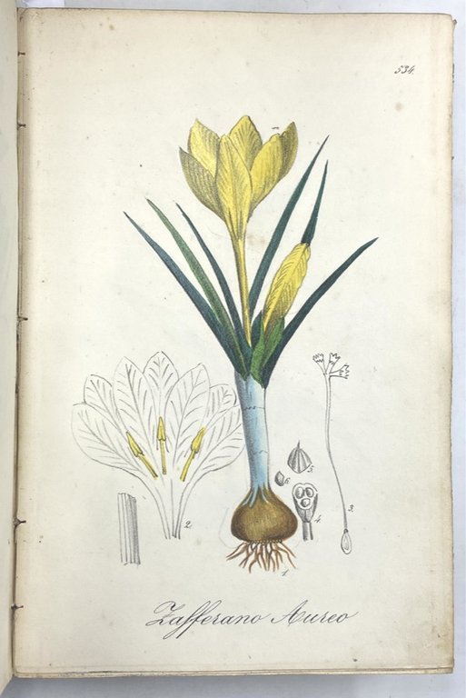 FLORA MEDICO-FARMACEUTICA COMPILATA DAL DOTTORE IN MEDICINA E CHIRURGIA FELICE …