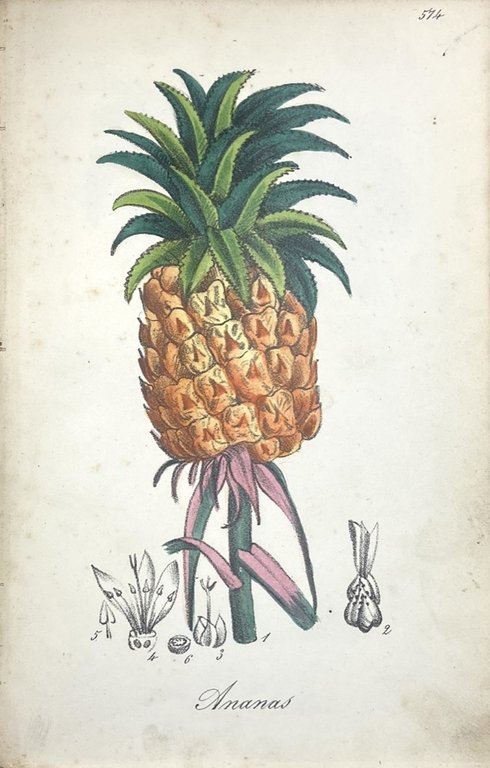 FLORA MEDICO-FARMACEUTICA COMPILATA DAL DOTTORE IN MEDICINA E CHIRURGIA FELICE …