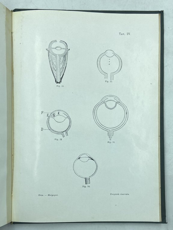 G. B. Morgagni nella storia dell'Oculistica. | Immagine Gallery 4
