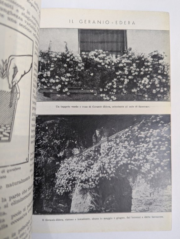 I fiori vol.2, coltivazioni in pieno campo. | Immagine Gallery 4