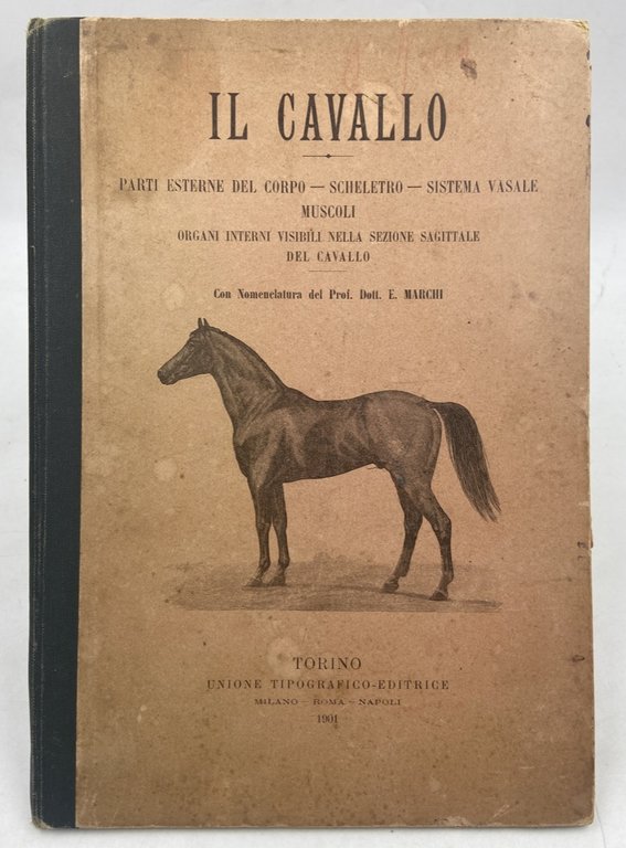IL CAVALLO. PARTI ESTERNE DEL CORPO - SCHELETRO - SISTEMA VASALE - MUSCOLI - ORGANI INTERNI VISIBILI NELLA SEZIONE SAGITTALE DEL CAVALLO. Con Nomenclatura del Prof. E. Marchi.