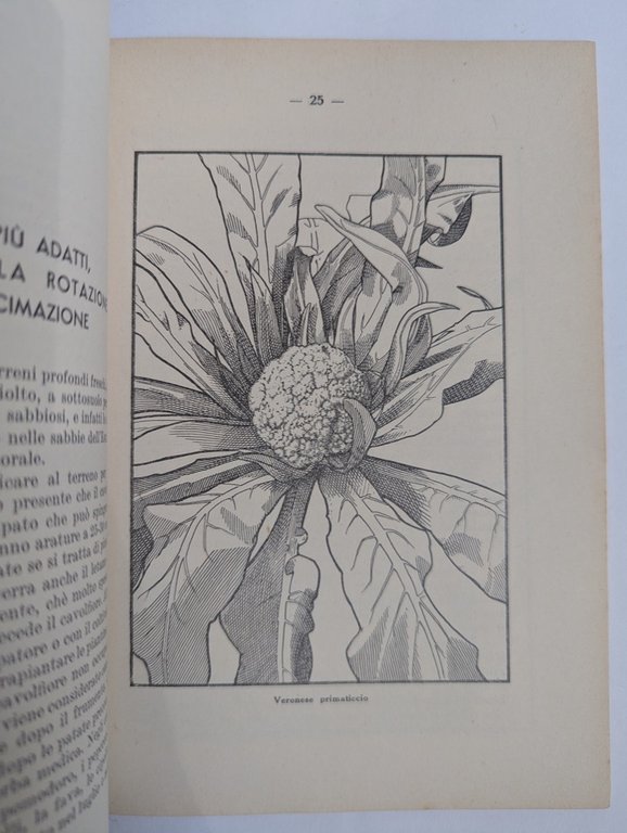 Il cavolfiore. | Immagine Gallery 3