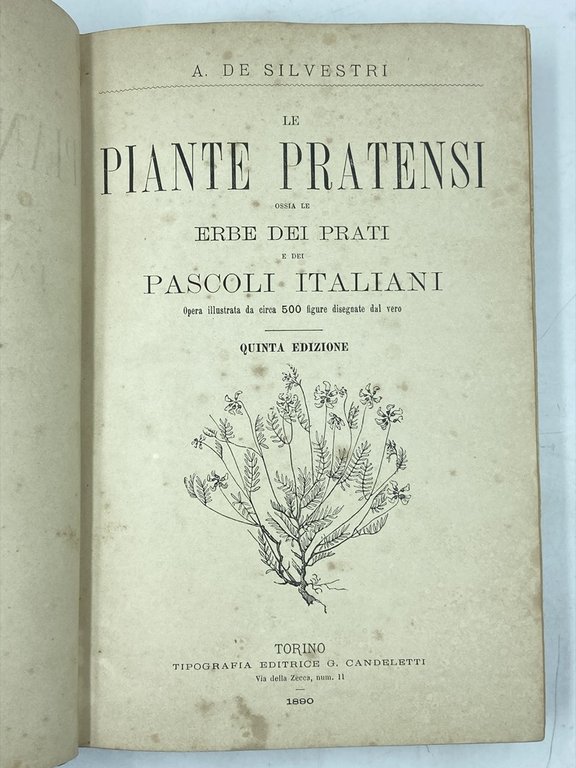 LE PIANTE PRATENSI OSSIA LE ERBE DEI PRATI E DEI … | Immagine Gallery 3
