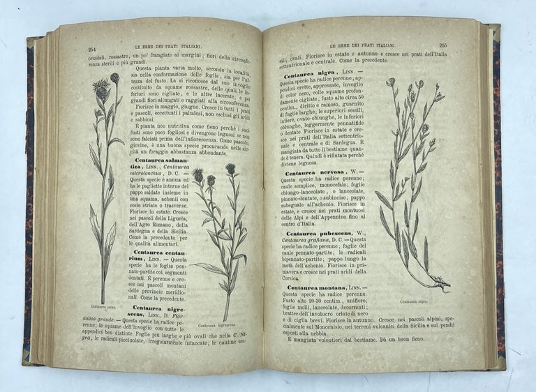 LE PIANTE PRATENSI OSSIA LE ERBE DEI PRATI E DEI … | Immagine Gallery 6