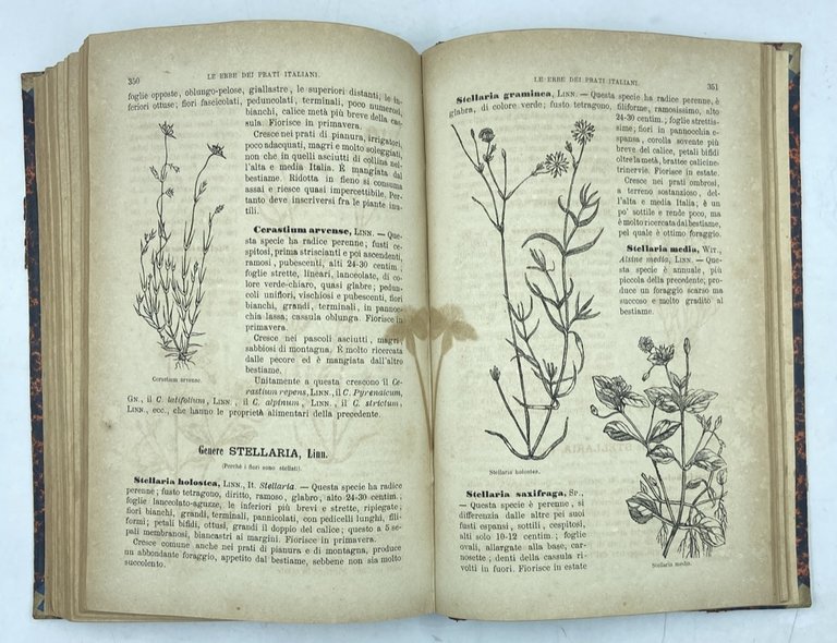 LE PIANTE PRATENSI OSSIA LE ERBE DEI PRATI E DEI … | Immagine Gallery 7