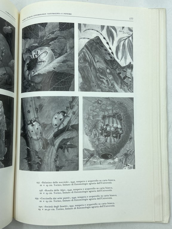 MARIO STURANI 1906 - 1978.