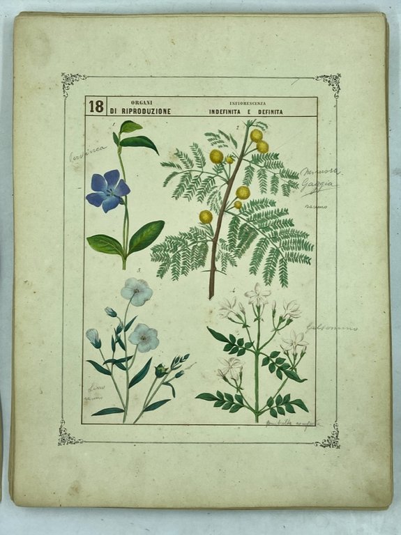 QUADRI ICONOGRAFICI DI BOTANICA PROPOSTI AD USO DELLE SCUOLE PUBBLICATI …