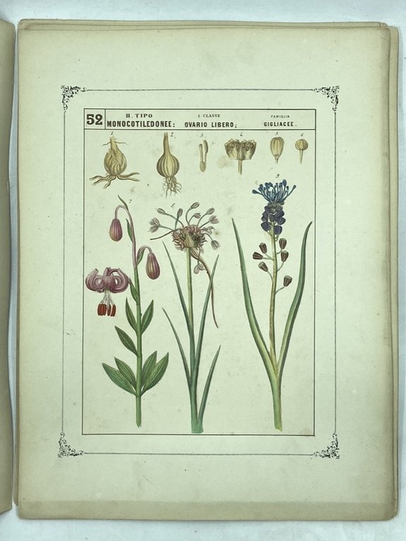 QUADRI ICONOGRAFICI DI BOTANICA PROPOSTI AD USO DELLE SCUOLE PUBBLICATI …
