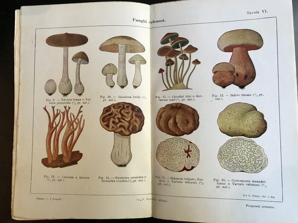 Funghi mangerecci e velenosi. Elementi di micologia applicata con 18 …