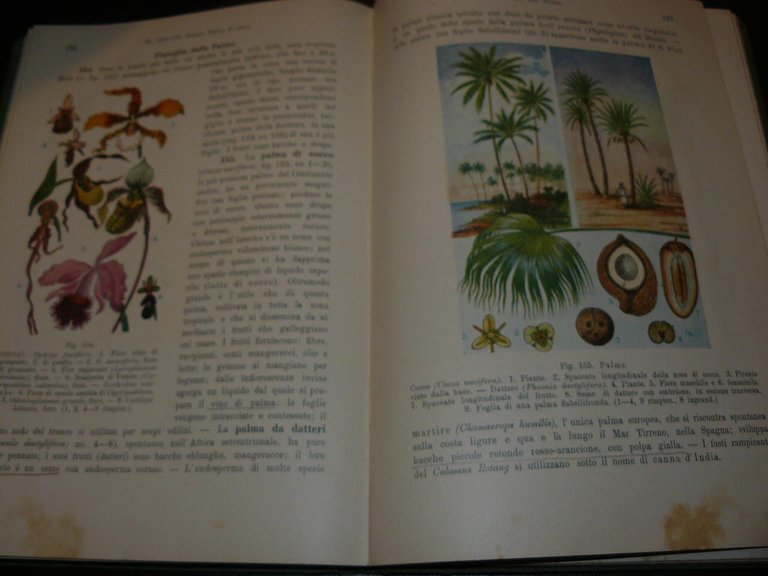Elementi di storia naturale delle piante per le classi inferiori …