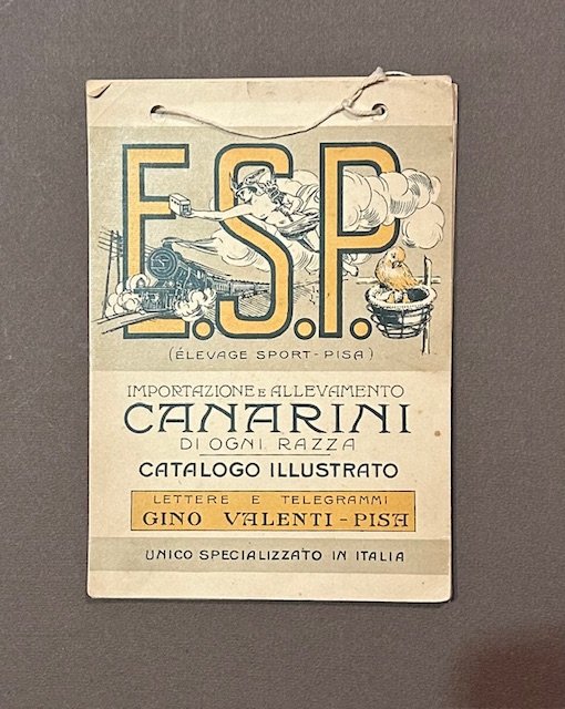 Importazione e allevamento canarini di ogni razza. Catalogo illustrato. Unico …