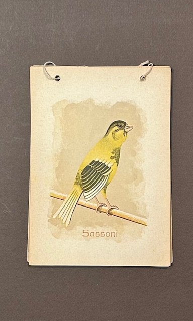 Importazione e allevamento canarini di ogni razza. Catalogo illustrato. Unico …