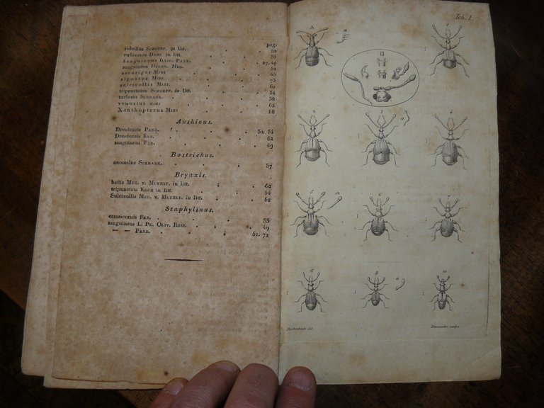 Monographia Pselaphorum. Auctore Dr. Henr. Theoph. Ludov. Reichenbach. Cum Tab. …