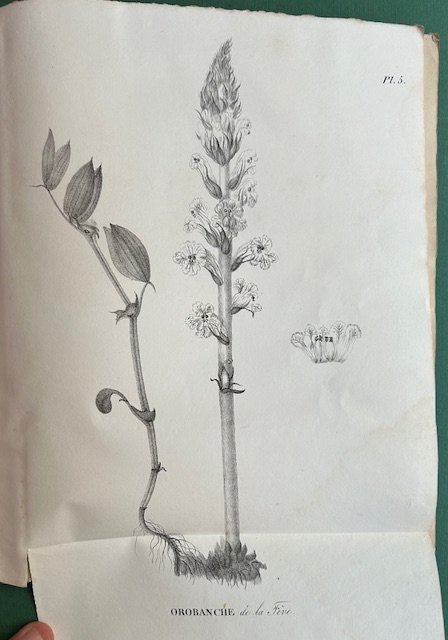 Monographie des Orobanches
