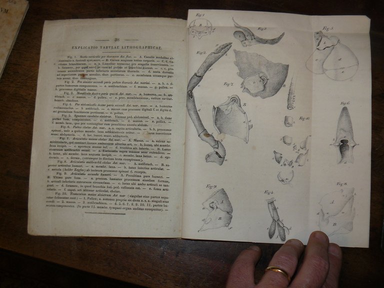 Observationes de sceleto astaci fluviatilis et marini. Dissertatio inauguralis zootomica.