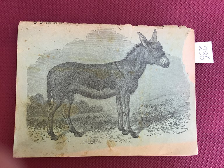 Somarello saccentone. Anno Secondo. 1884
