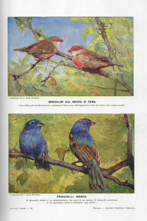 Animali viventi. Storia naturale.