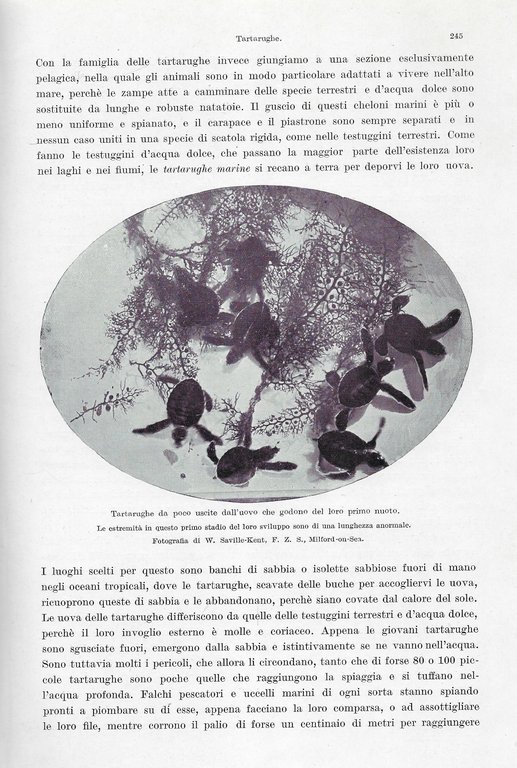 Animali viventi. Storia naturale.