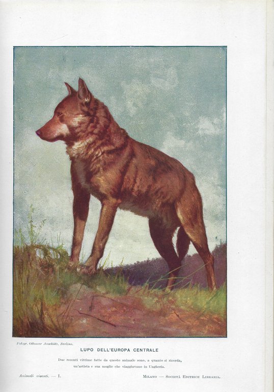 Animali viventi. Storia naturale.