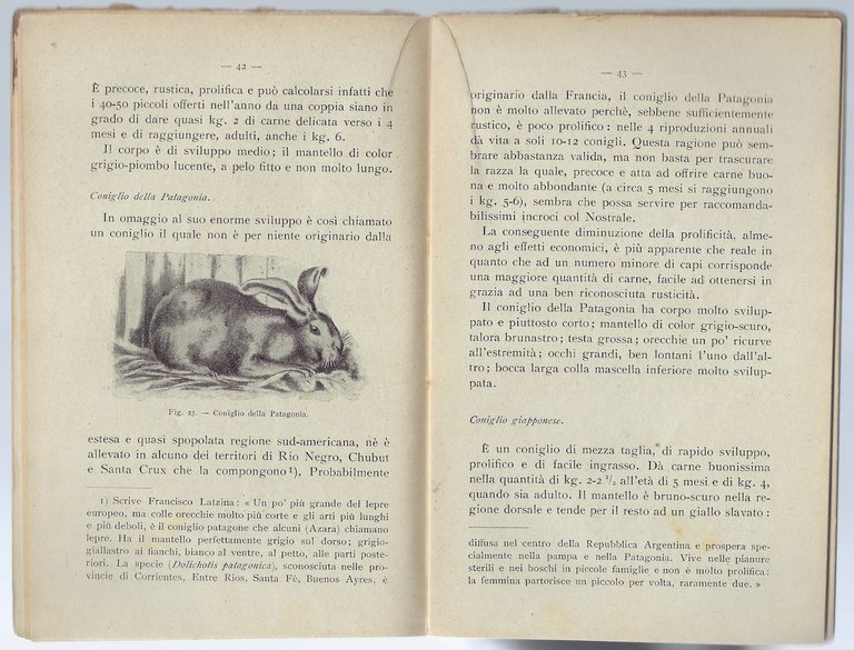 L'allevamento dei conigli