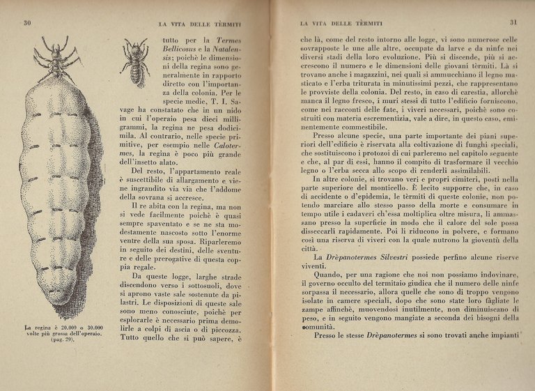 La vita delle termiti