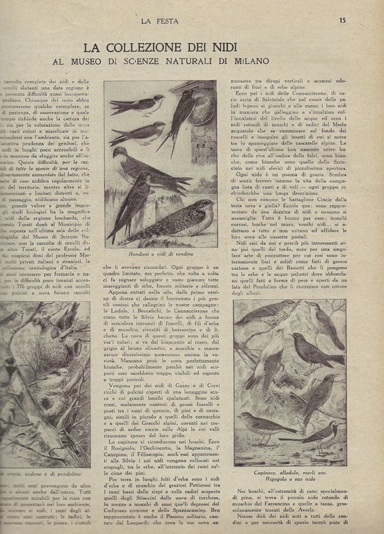 Raccolta di fascicoli "La Festa" dell'annata 1925