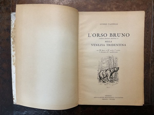Lorso bruno nella Venezia Tridentina