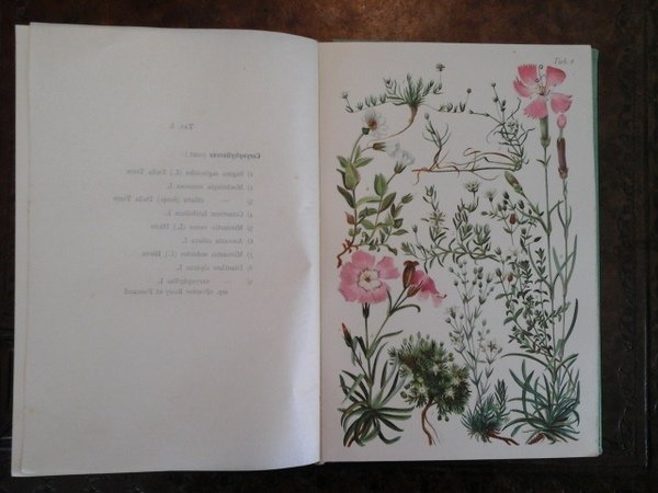 Flora delle Alpi e degli altri monti d'Italia. Terza edizione …