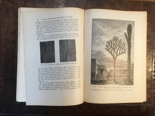 Il mondo prima della creazione dell’uomo