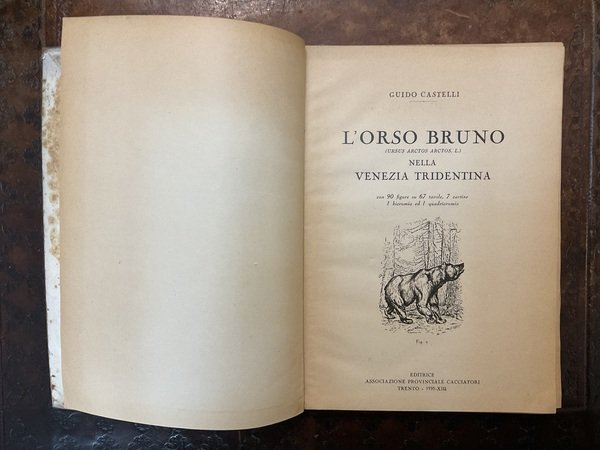 L’orso bruno nella Venezia Tridentina