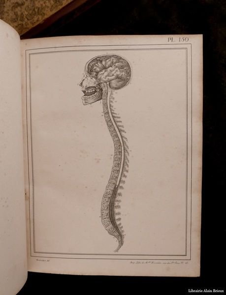 Manuel d'anatomie descriptive du corps humain, représentée en planches lithographiées