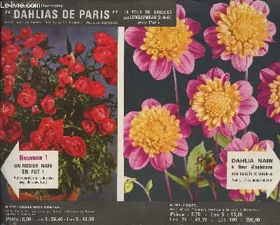 Catalogue Dahlias de Paris - Un rosier nain en pot …