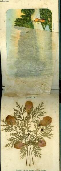 HERBIER NATUREL - FLEURS ET VUE DE LA TERRE SAINTE … | Immagine principale