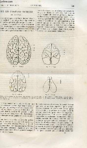 La nature n° 300 - Sur les fonctions motrices du cerveau par Dr François Franck, Choix d'un premier méridien par E. Cortambert, L'archipel canarien et ses habitants primitifs par Dr Verneau, Le verglas des 22, 23 et 24 janvier 1879, effets produits