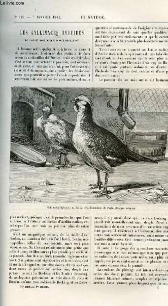 La nature n° 449 - Les gallinacés hybrides du jardin … | Immagine principale