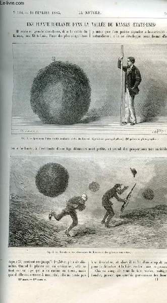 La nature n° 506 - Une plante roulante dans la … | Immagine principale