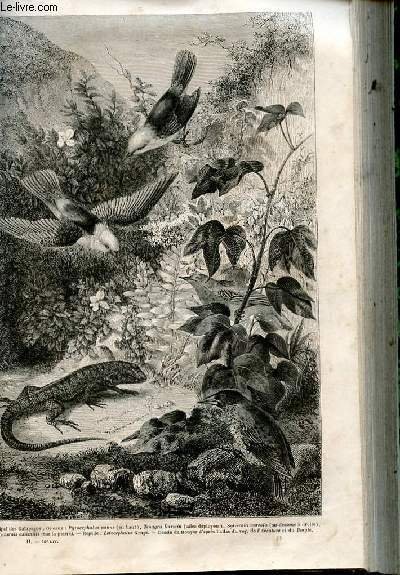 Le tour du monde - nouveau journal des voyages - …