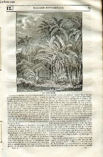 LE MAGASIN PITTORESQUE - Livraison n°0012 - Le bananier.
