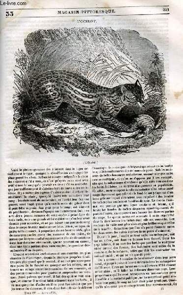 LE MAGASIN PITTORESQUE - Livraison n°033 - L'ocelot.