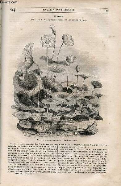 LE MAGASIN PITTORESQUE - Livraison n°024 - Le lotus - …