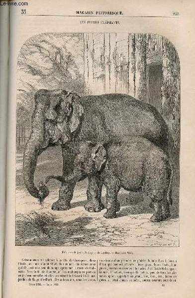 LE MAGASIN PITTORESQUE - Livraison n°033 - Les jeunes éléphants.