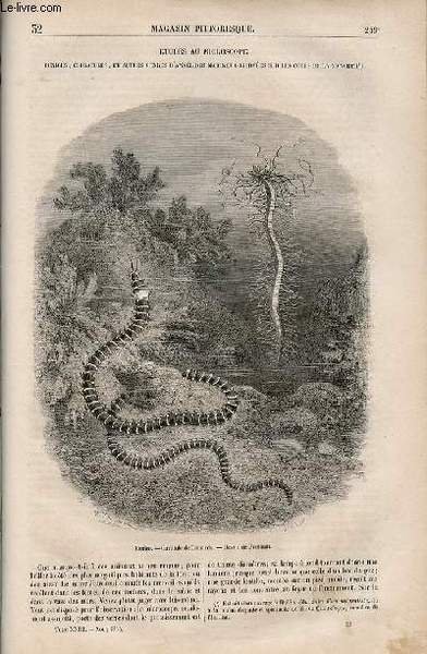 LE MAGASIN PITTORESQUE - Livraison n°032 - Etudes au microscope …