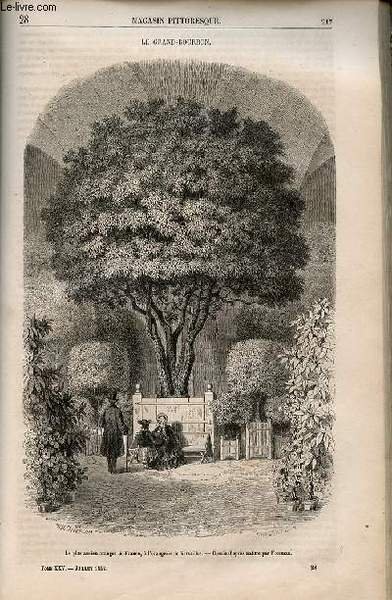 LE MAGASIN PITTORESQUE - Livraison n°028 - Le grand-bourbon.