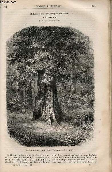 LE MAGASIN PITTORESQUE - Livraison n°042 - Le lierre de …