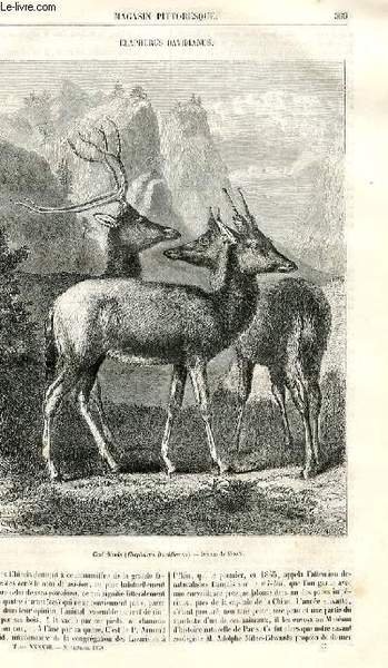 LE MAGASIN PITTORESQUE - Livraison n°047 - Elaphurus davidianus.