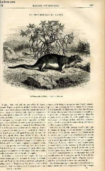 LE MAGASIN PITTORESQUE - Livraison n°19 - Le potamogale du …