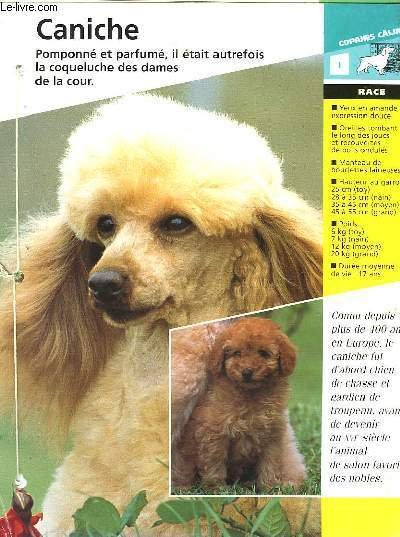 LES CHIENS